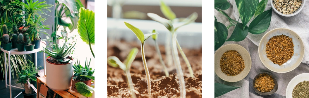 apropos-oasis-urbain conseils potager et plantes intérieurs et extérieurs
