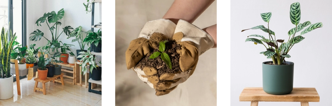 jardiner-decoration-oasis-urbain bouturer, planter, cultiver et récolter avec Les Jardins de Greedy