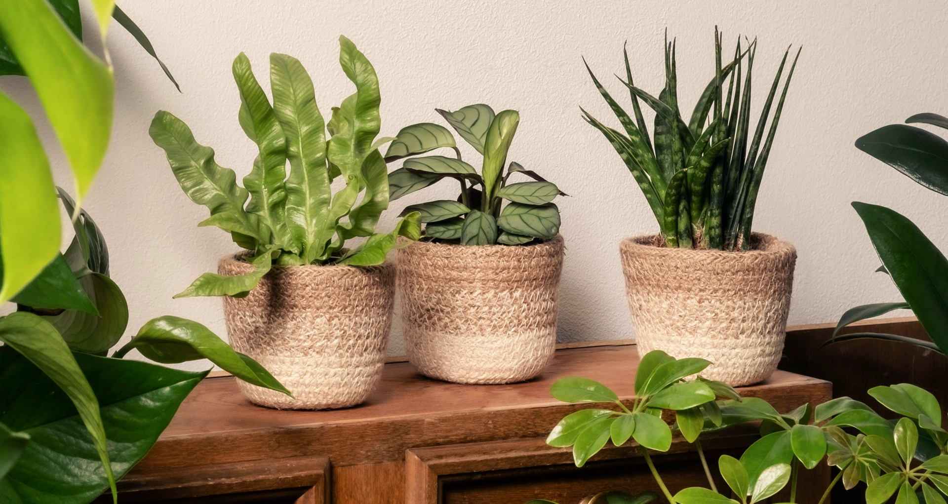 5 plantes d'intérieur qui purifient vraiment l'air