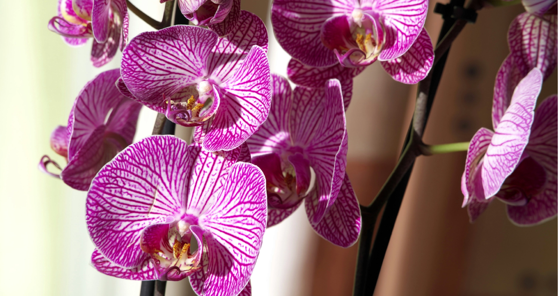 Comment faire fleurir une orchidée Phalaenopsis ? Retrouvez nos techniques et astuces