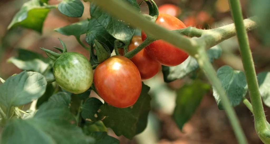 blog-cultiver-des-tomates-cerises-en-pot cultiver les tomates cerises conseils et astuces