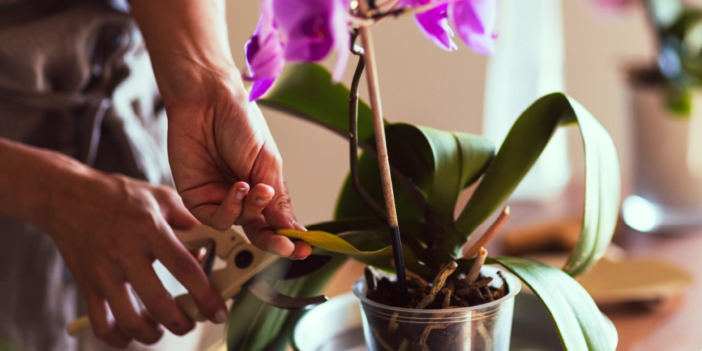 Conseils pour les orchidées : regarder la couleur des feuilles