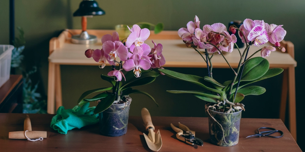 Tu ne sais pas s'il faut couper ou non ton orchidée pour une meilleure floraison, tu as deux options