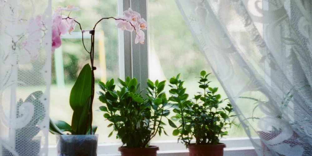 Une orchidee a besoin de beaucoup de lumière, je te donne pleins d'astuces