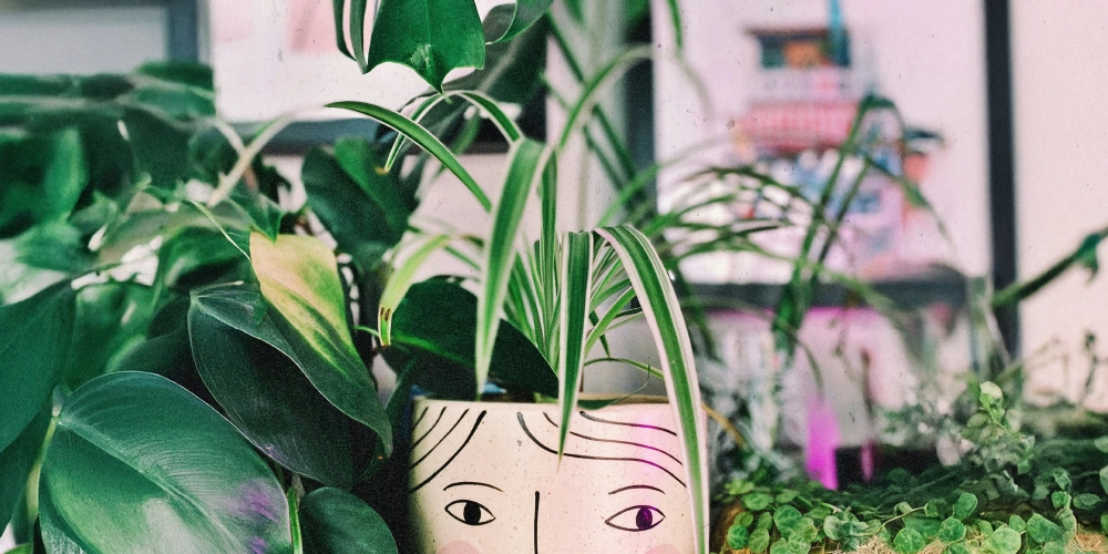 Chlorophytum, plante purifiante et produit beaucoup d'oxygène