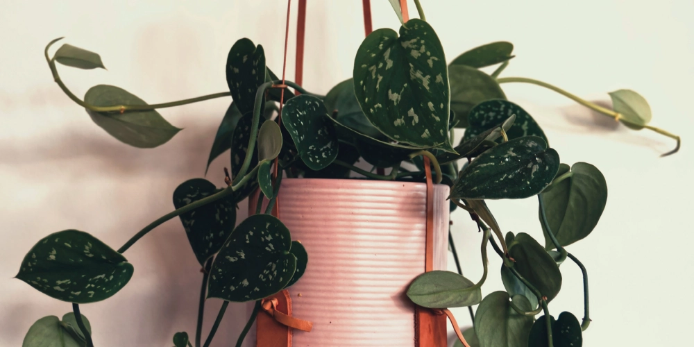 Pothos (Epipremnum aureum), plante purifiante d'intérieur facile d'entretien