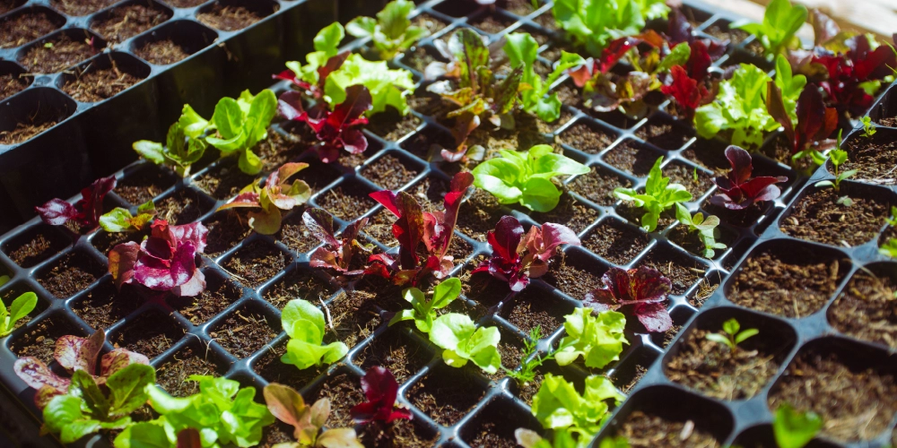 blog-semis-interieurs-germination Exemple de germination de la salade avec des semis de 10 jours
