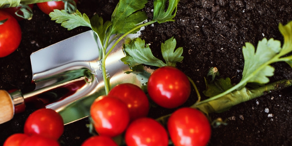 blog-tomates-pot-terre conseils pour planter ses tomates cerises en pot