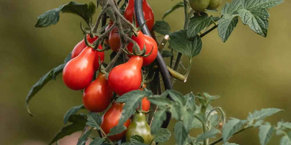blog-tomates-pot-tuteur astuce : planter le tuteur en même temps que la tomate pour ne pas l'abîmer